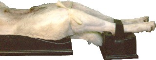 Veterinary Surgi-Form M2